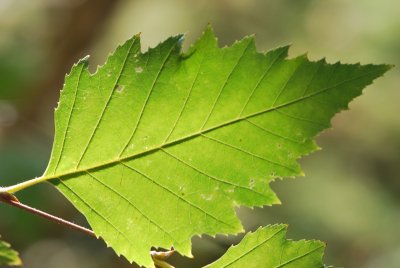 Betula nigra - bříza černá - list